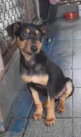 Cachorro raça SRD-ViraLata idade 2 a 6 meses nome Rabito