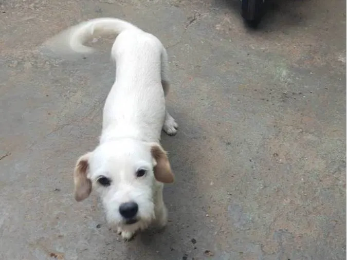 Cachorro ra a SRD-ViraLata idade 1 ano nome Branquinha