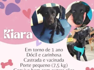 Cachorro raça SRD-ViraLata idade 1 ano nome Kiara