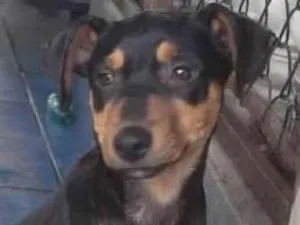 Cachorro raça SRD-ViraLata idade 2 a 6 meses nome Rabito