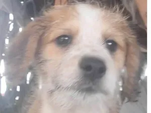 Cachorro raça SRD-ViraLata idade 2 a 6 meses nome Paçoca 