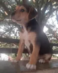 Cachorro raça SRD-ViraLata idade Abaixo de 2 meses nome Danny