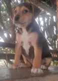 Cachorro raça SRD-ViraLata idade Abaixo de 2 meses nome Danny