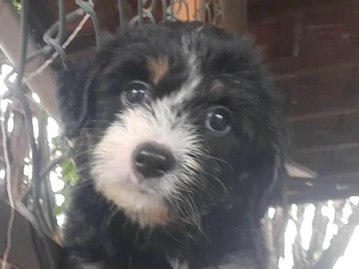 Cachorro raça SRD-ViraLata idade Abaixo de 2 meses nome Dolly