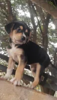 Cachorro raça SRD-ViraLata idade Abaixo de 2 meses nome Dylan
