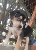 Cachorro raça SRD-ViraLata idade Abaixo de 2 meses nome Dylan