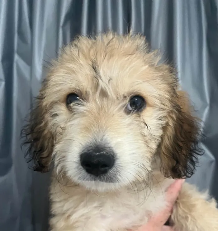 Cachorro raça SRD-ViraLata idade 2 a 6 meses nome Luke