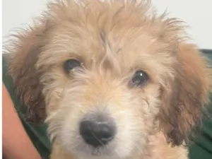 Cachorro raça SRD-ViraLata idade 2 a 6 meses nome Luke
