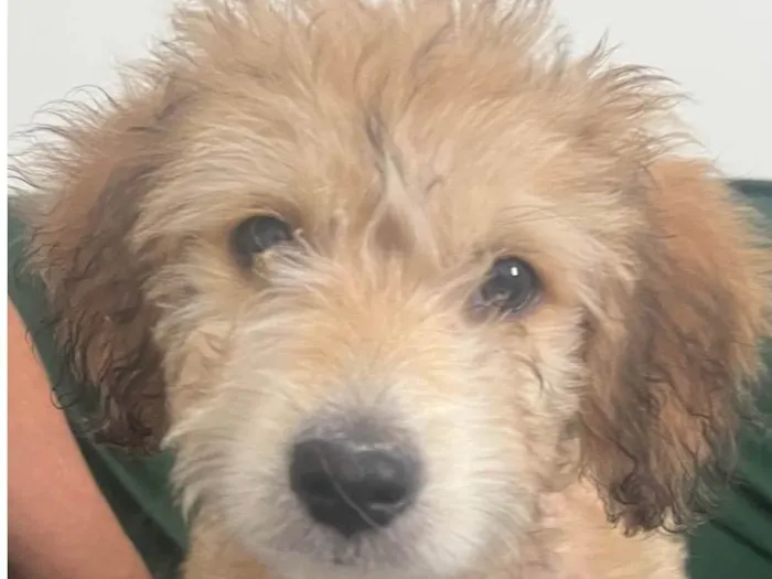 Cachorro raça SRD-ViraLata idade 2 a 6 meses nome Luke