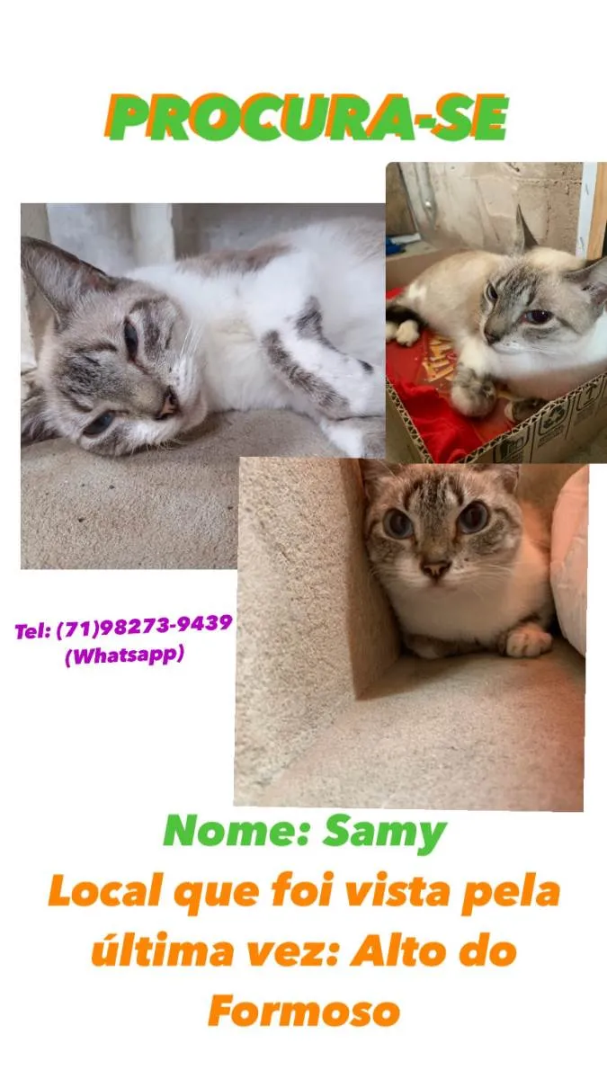 Gato ra a  idade 1 ano nome Samy