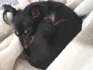 Cachorro raça Pinscher idade 2 anos nome Luna