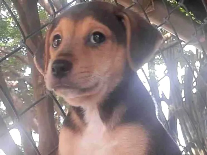 Cachorro raça SRD-ViraLata idade Abaixo de 2 meses nome Danny