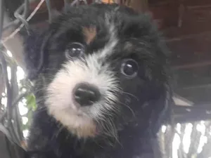 Cachorro raça SRD-ViraLata idade Abaixo de 2 meses nome Dolly