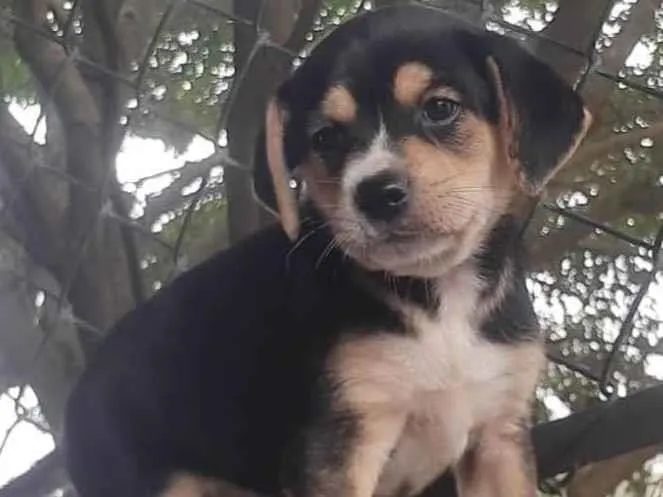 Cachorro raça SRD-ViraLata idade Abaixo de 2 meses nome Dylan