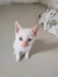 Gato