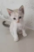 Gato