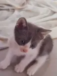 Gato