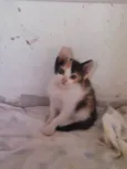 Gato