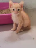 Gato
