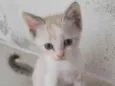 Gato