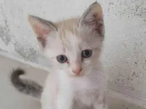 Gato raça SRD-ViraLata idade Abaixo de 2 meses nome Gato
