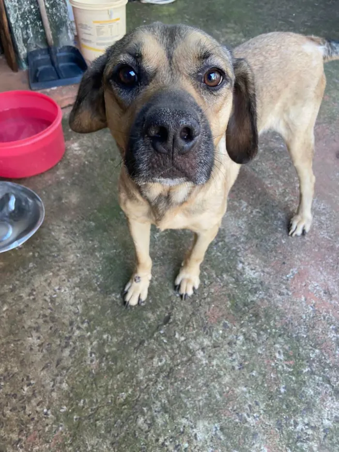 Cachorro ra a SRD-ViraLata idade 5 anos nome Bethoven