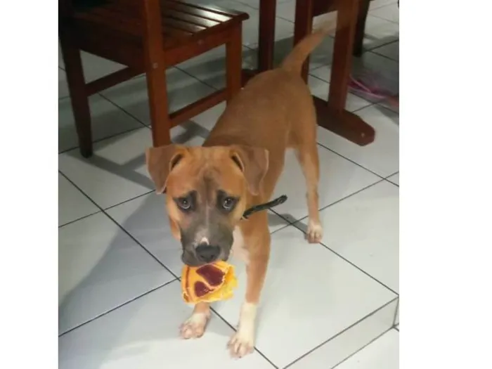 Cachorro raça SRD-ViraLata idade 2 a 6 meses nome Taurus