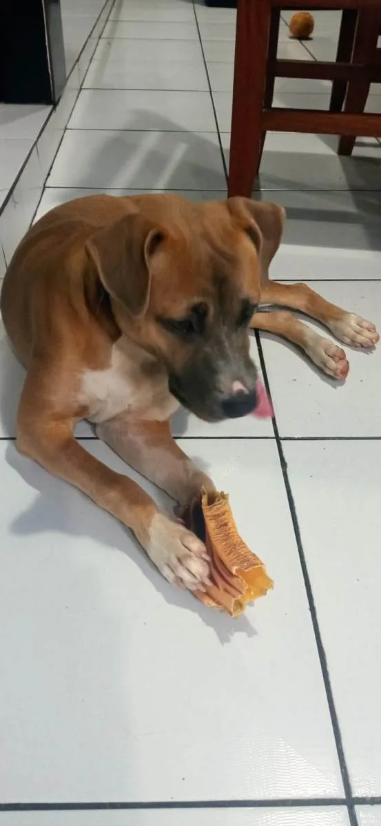 Cachorro raça SRD-ViraLata idade 2 a 6 meses nome Taurus