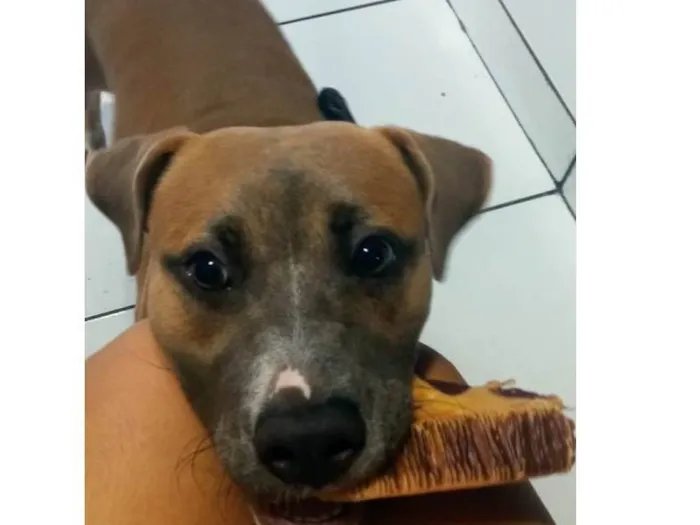 Cachorro raça SRD-ViraLata idade 2 a 6 meses nome Taurus