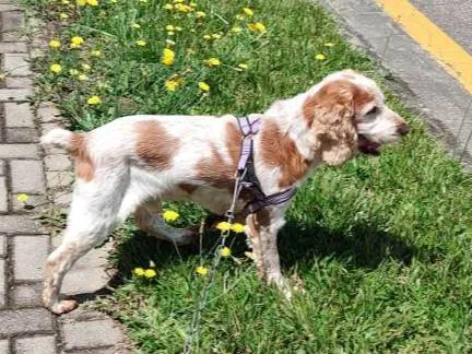 Cachorro ra a Cocker idade 6 ou mais anos nome Lucky