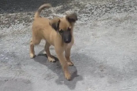 Cachorro ra a SRD-ViraLata idade 2 a 6 meses nome Filhote - ainda não tem nome