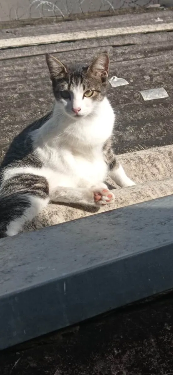 Gato ra a SRD-ViraLata idade 1 ano nome PRINCESA e ANINHA