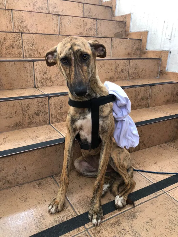 Cachorro ra a SRD-ViraLata idade 7 a 11 meses nome TIGRESA