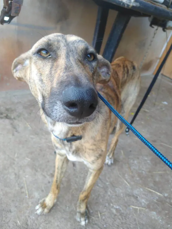 Cachorro ra a SRD-ViraLata idade 7 a 11 meses nome TIGRESA