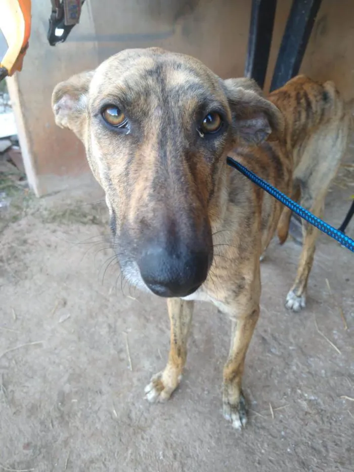 Cachorro ra a SRD-ViraLata idade 7 a 11 meses nome TIGRESA