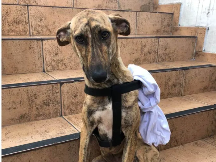 Cachorro ra a SRD-ViraLata idade 7 a 11 meses nome TIGRESA