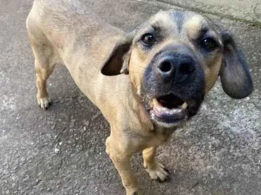 Cachorro ra a SRD-ViraLata idade 5 anos nome Bethoven