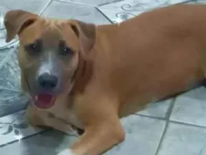 Cachorro raça SRD-ViraLata idade 2 a 6 meses nome Taurus