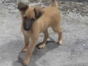 Cachorro raça SRD-ViraLata idade 2 a 6 meses nome Filhote - ainda não tem nome