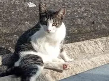 Gato ra a SRD-ViraLata idade 1 ano nome PRINCESA e ANINHA