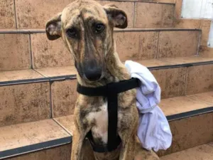 Cachorro raça SRD-ViraLata idade 7 a 11 meses nome TIGRESA