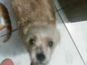 Cachorro raça chituz idade 2 anos nome lulu