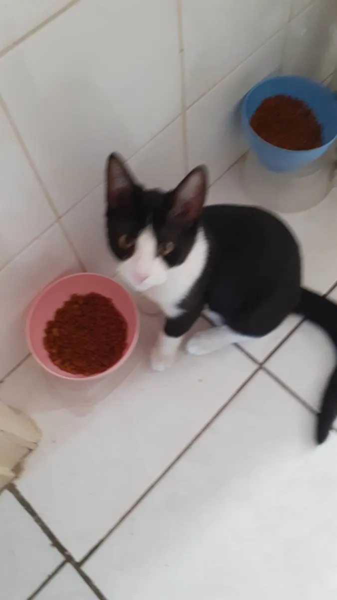 Gato ra a SRD idade 2 a 6 meses nome Sem nome