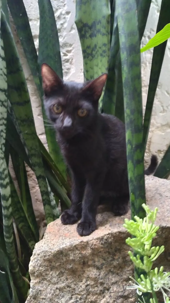 Gato ra a SRD-ViraLata idade 2 a 6 meses nome Pupy ADOTADO