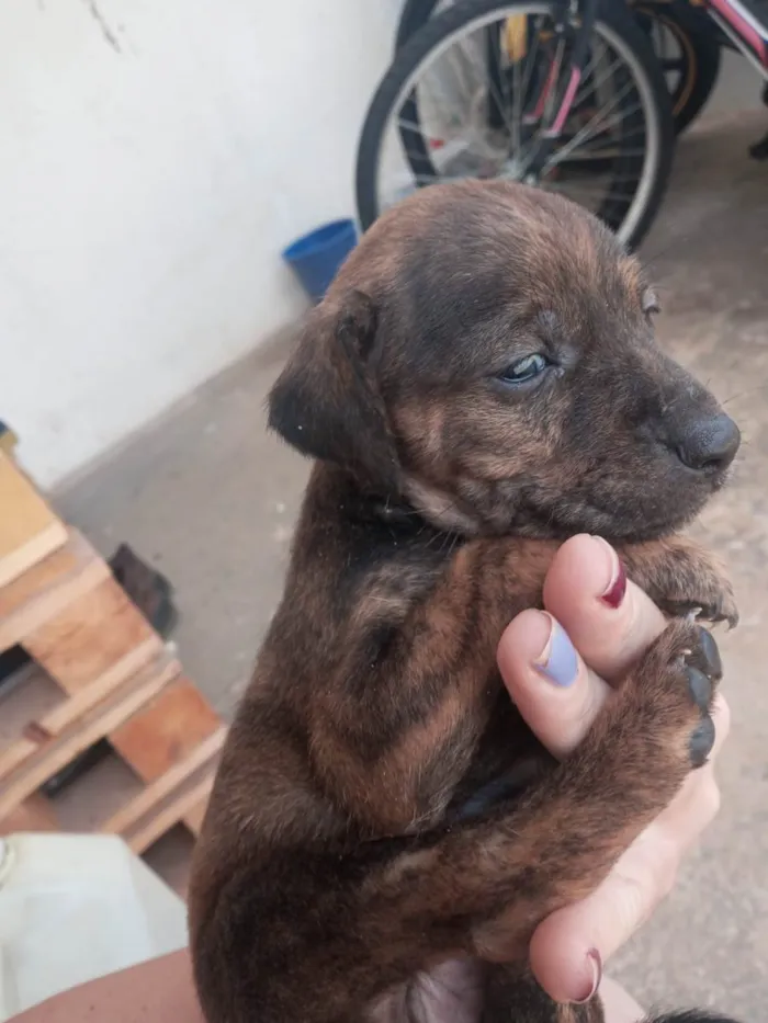 Cachorro ra a Vira lata idade Abaixo de 2 meses nome Sem nome