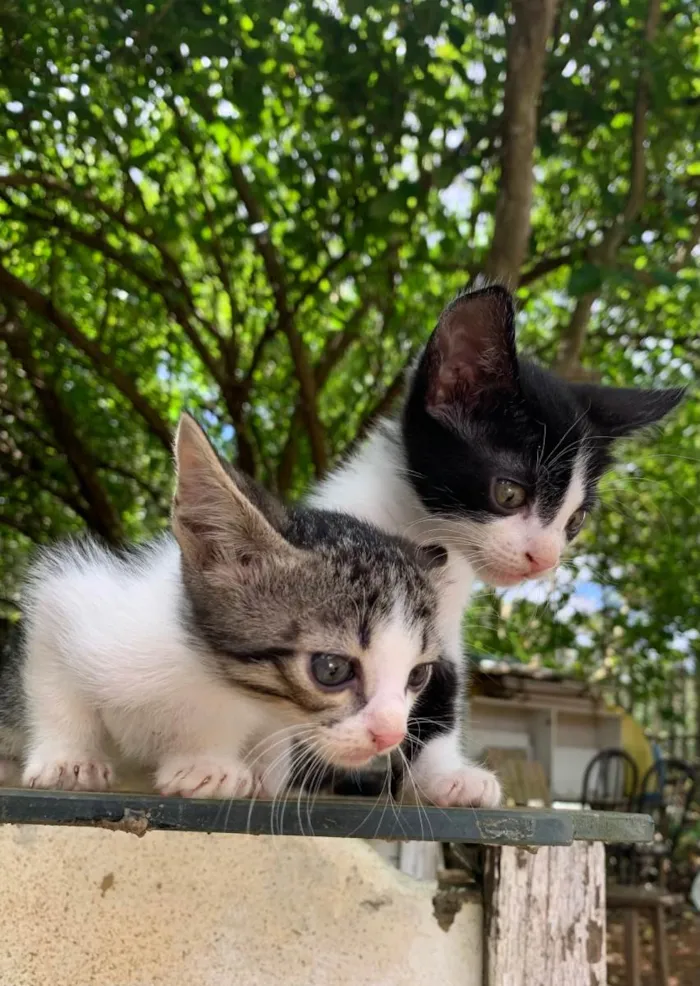 Gato ra a Vira lata idade Abaixo de 2 meses nome Frajola e milkshake 