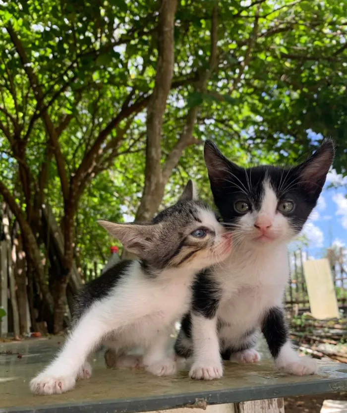 Gato ra a Vira lata idade Abaixo de 2 meses nome Frajola e milkshake 