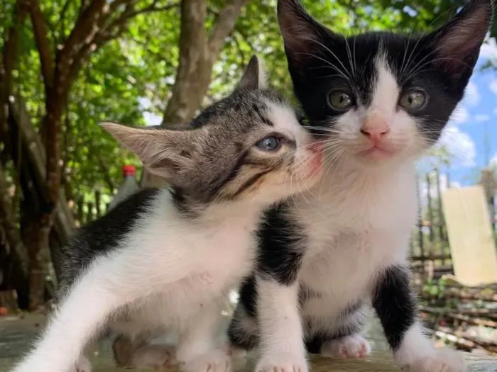 Gato ra a Vira lata idade Abaixo de 2 meses nome Frajola e milkshake 