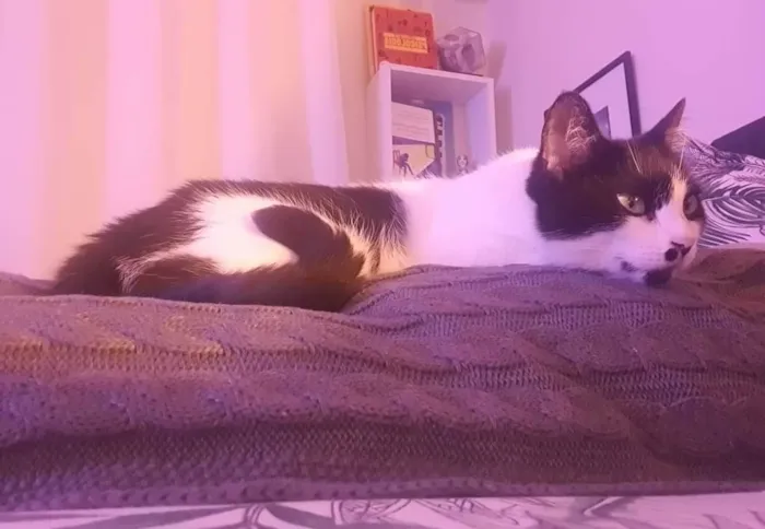 Gato ra a SRD-ViraLata idade 5 anos nome Gioconda 