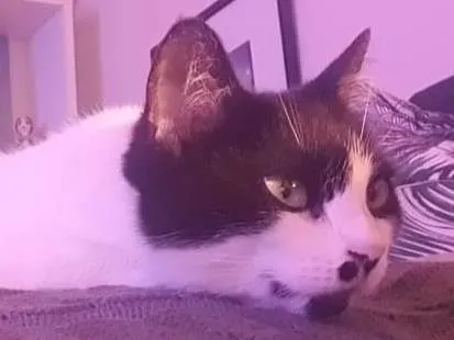Gato ra a SRD-ViraLata idade 5 anos nome Gioconda 